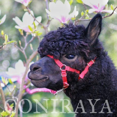 Coniraya AoS Agamemnon 1