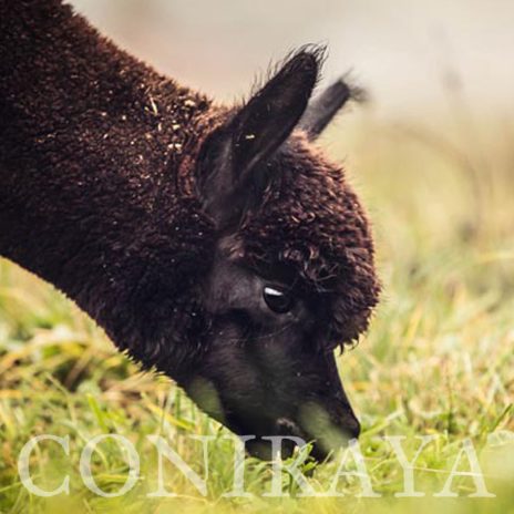 Coniraya AoS Agamemnon 3