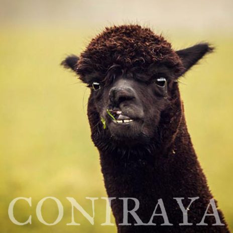 Coniraya AoS Agamemnon 4