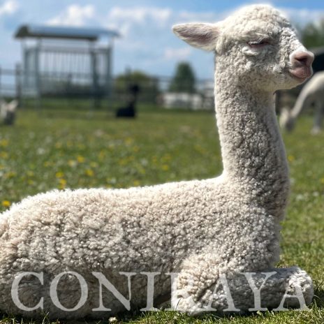 Coniraya Cadumus de Calvados 1