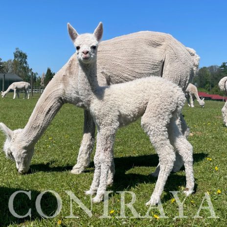 Coniraya Cadumus de Calvados 2