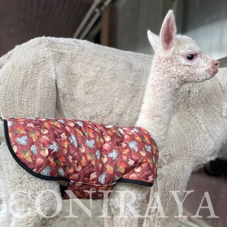 Coniraya Cadumus de Calvados 4