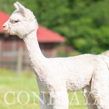 Coniraya Cadumus de Calvados 5