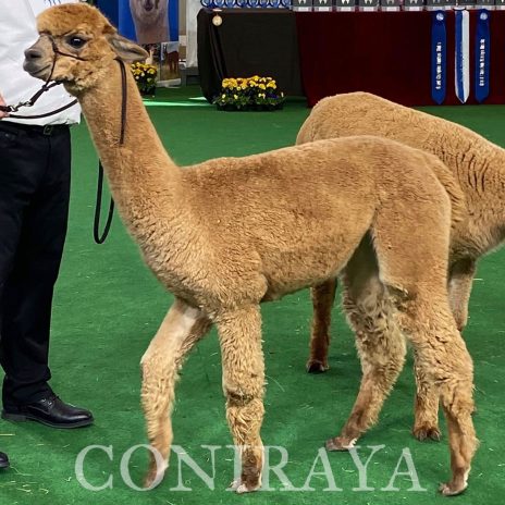 Coniraya Fairytale Amy 2