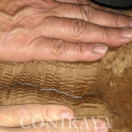 Coniraya Fairytale Amy 3