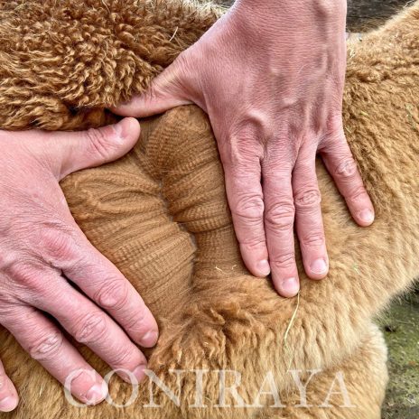 Coniraya Fairytale Amy 4