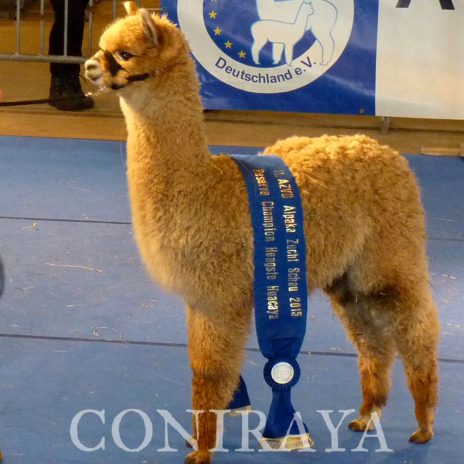 Coniraya Fairytale Kimora 1