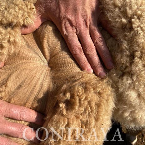 Coniraya Fairytale Kimora 2