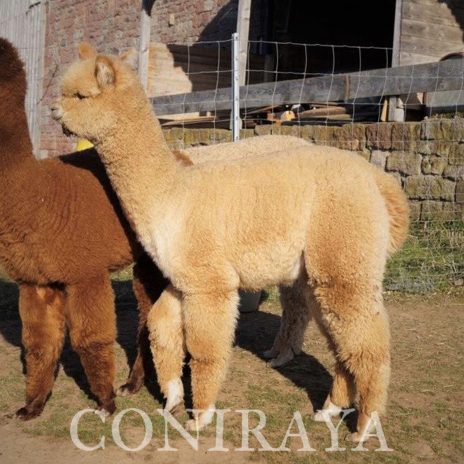 Coniraya Fairytale Kimora 3