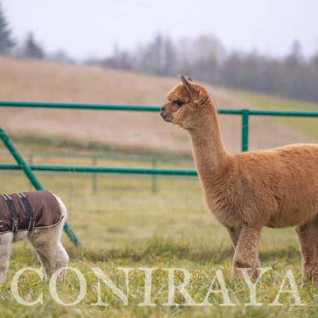 Coniraya FDA Everlasting Highland Belle 2