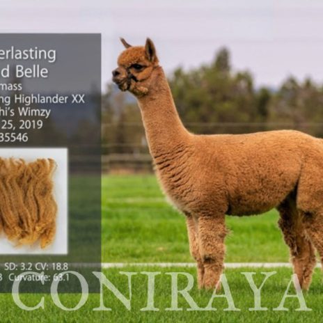 Coniraya FDA Everlasting Highland Belle 3