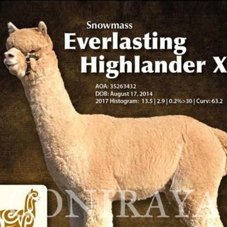 Coniraya FDA Everlasting Highland Belle 4