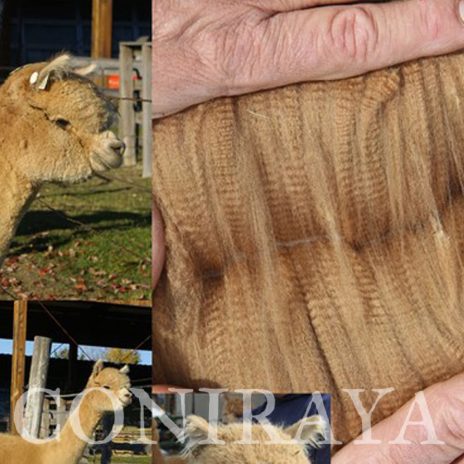 Coniraya FDA Everlasting Highland Belle 5