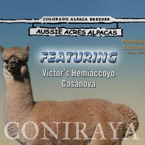 Coniraya FDA Everlasting Highland Belle 6