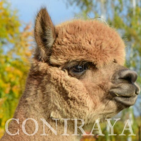 Coniraya FDA Everlasting Highland Belle 7