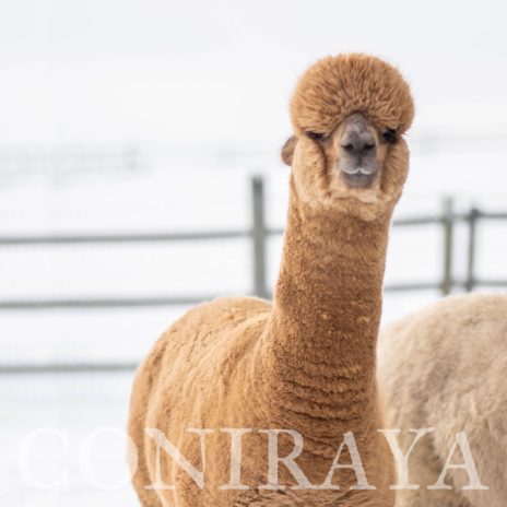 Coniraya Flanders Talisman ET 11