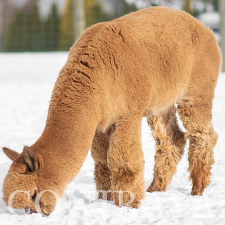 Coniraya Flanders Talisman ET 12