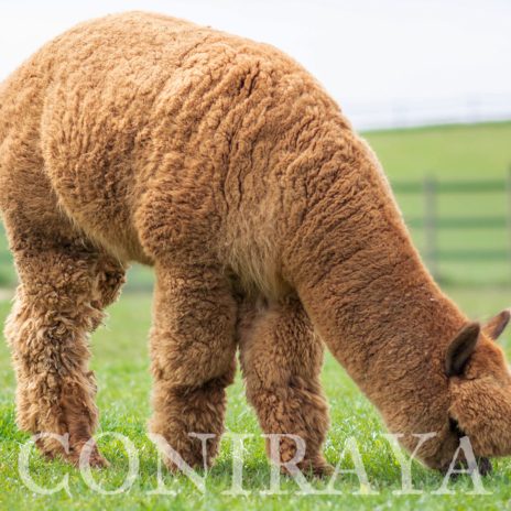 Coniraya Flanders Talisman ET 13