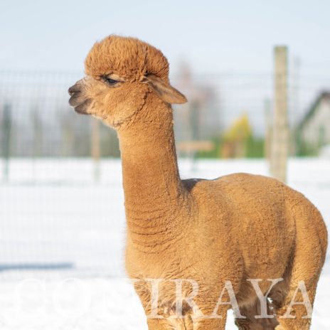 Coniraya Flanders Talisman ET 15