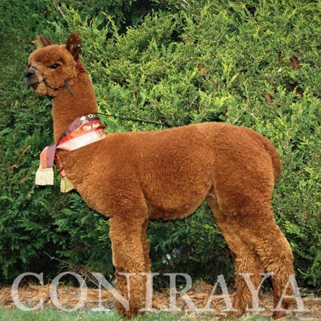 Coniraya Flanders Talisman ET 1