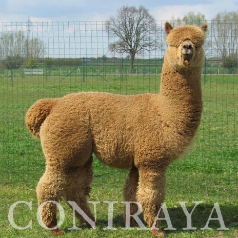 Coniraya Flanders Talisman ET 2