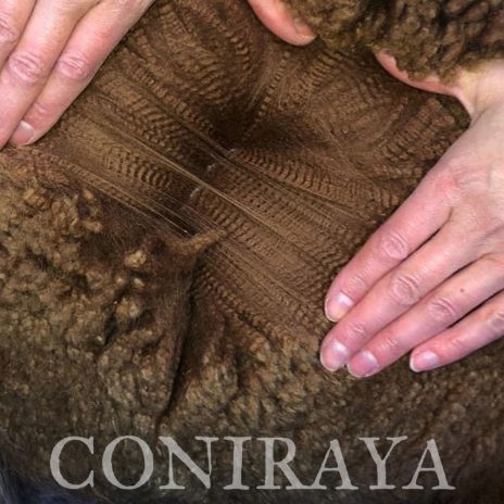 Coniraya Flanders Talisman ET 3