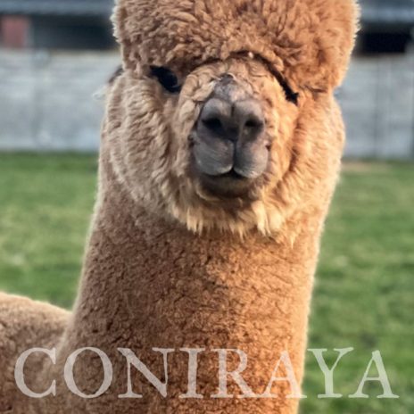 Coniraya Flanders Talisman ET 6