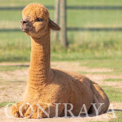 Coniraya Flanders Talisman ET 7