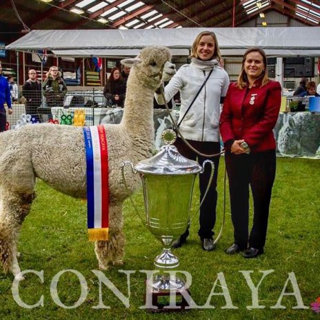 Coniraya Flanders Talisman ET 9