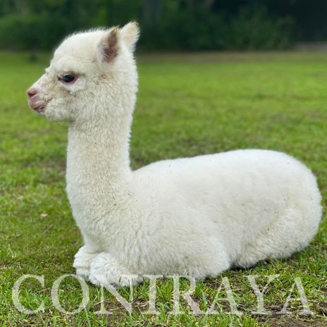 Coniraya Lassy de Calvados 1