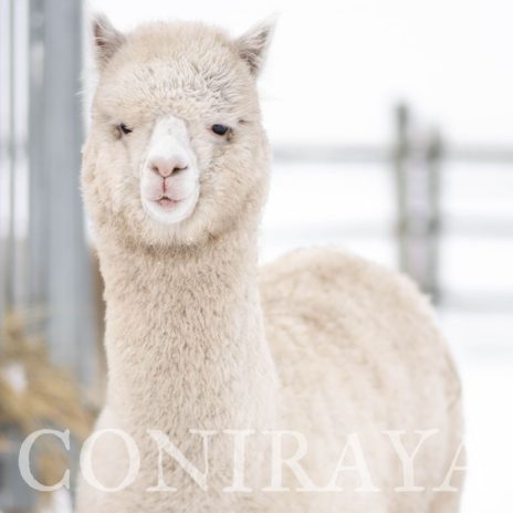 Coniraya Lassy de Calvados 3