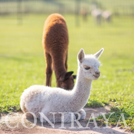 Coniraya Legolas de Calvados 2