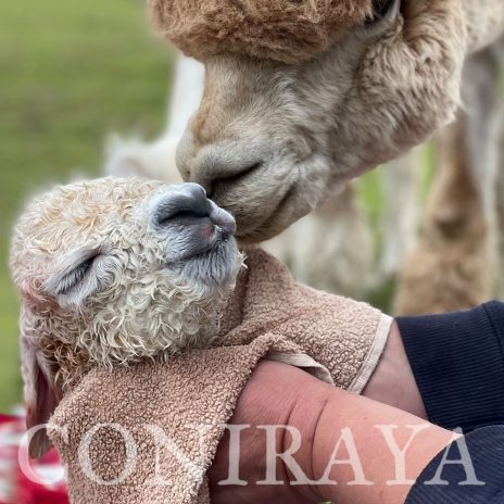 Coniraya Leviathans Pretty Persephone 1