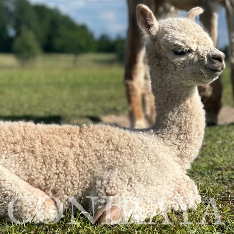 Coniraya Leviathans Pretty Persephone 2