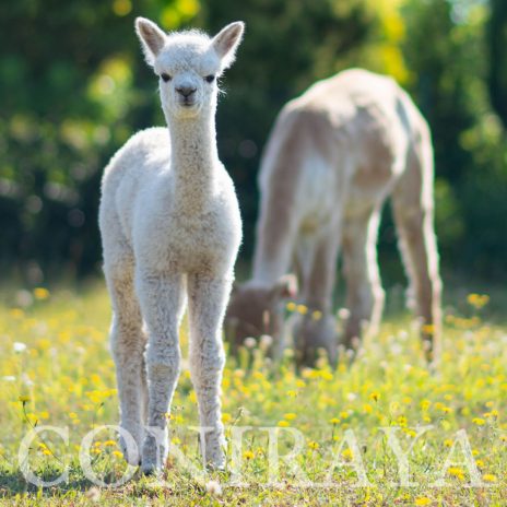 Coniraya Leviathans Pretty Persephone 3