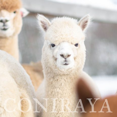 Coniraya Leviathans Pretty Persephone 4