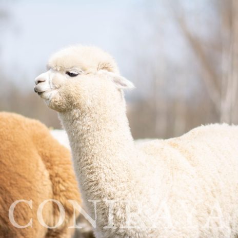 Coniraya Leviathans Pretty Persephone 5