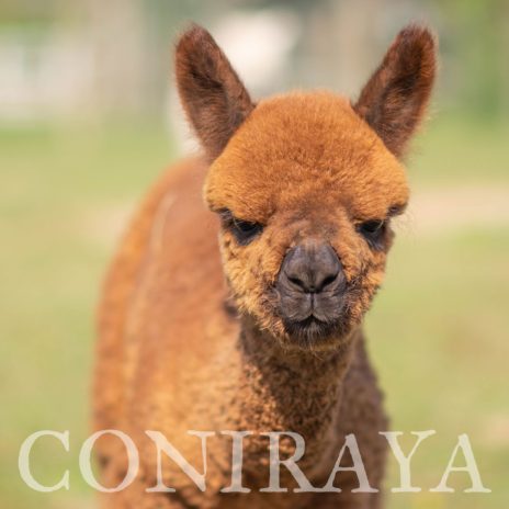 Coniraya Leviathans Tiziano 2