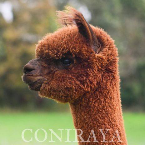 Coniraya Leviathans Tiziano 3