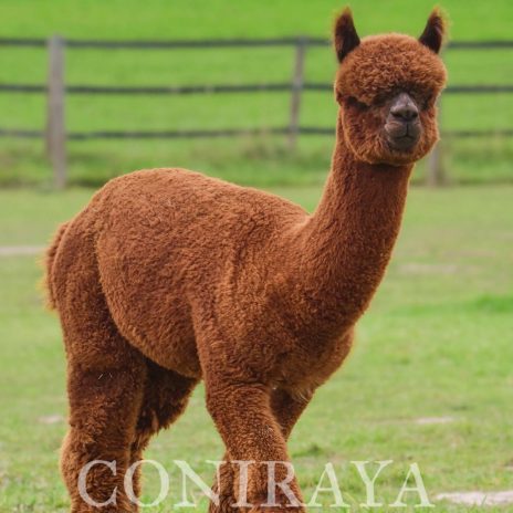 Coniraya Leviathans Tiziano 4