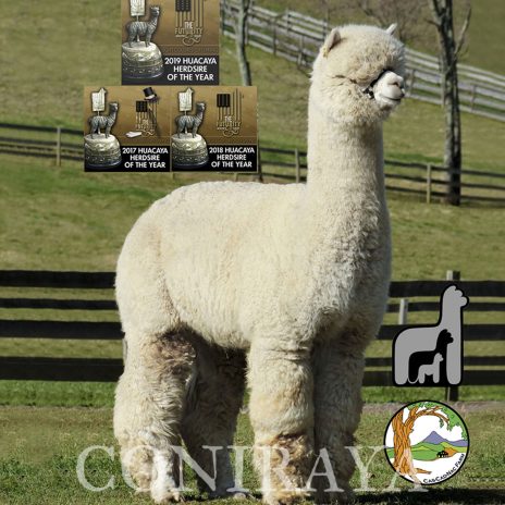 Coniraya Leviathans Tiziano CCNF Elixir 8