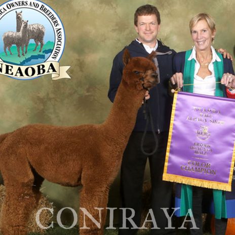 Coniraya Leviathans Tiziano CCNF Leviathan 7