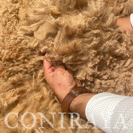 Coniraya Leviathans Van Dijk 11