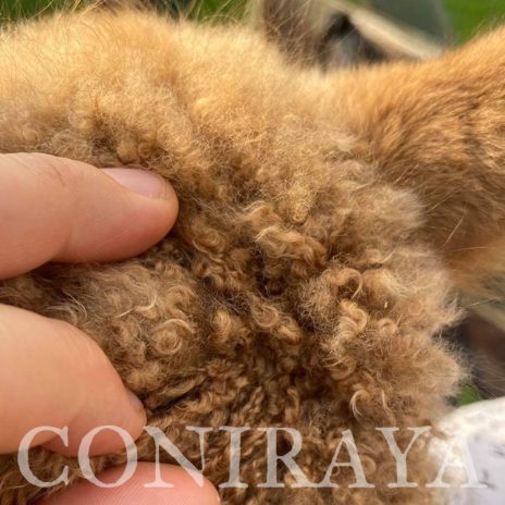 Coniraya Leviathans Van Dijk 2