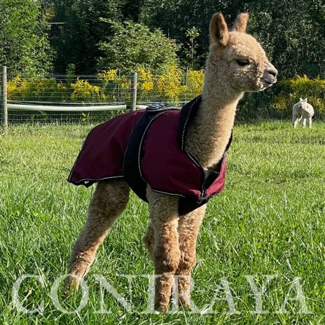 Coniraya Leviathans Van Dijk 3