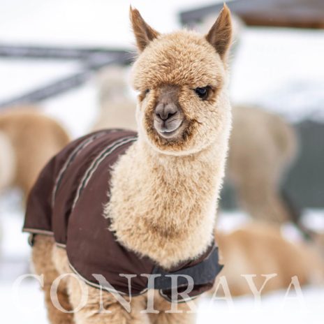 Coniraya Leviathans Van Dijk 5