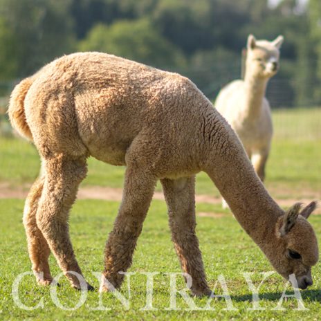 Coniraya Leviathans Van Dijk 6