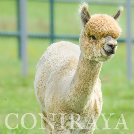 Coniraya Leviathans Van Dijk 8