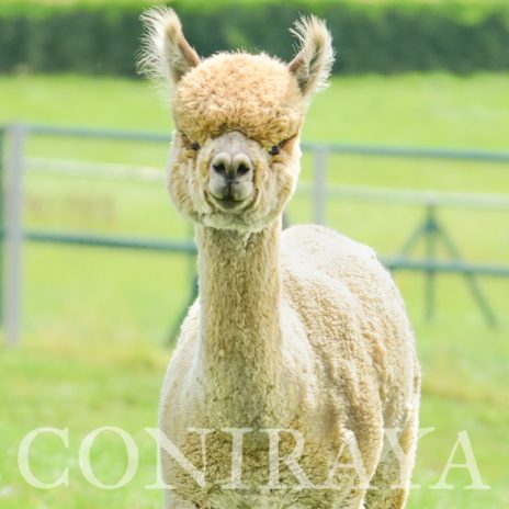 Coniraya Leviathans Van Dijk 9