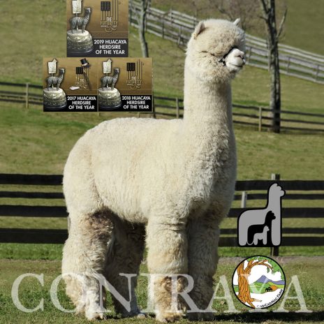 Coniraya Leviathans Van Dijk CCNF Elixir 14